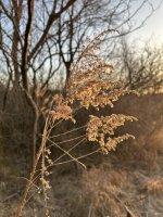 IMG_6343.jpeg