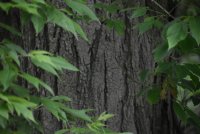 Black Locust (Bushclass).JPG