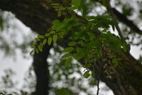 Black Locust (bushclass) 2.JPG