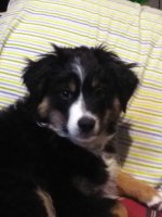 IMG_20201123_160158.jpg IMG_20201123_160158.jpg