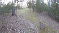 Rover_2025-04-16T00_46_16_1.gif
