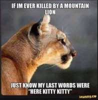 here kitty kitty.JPG