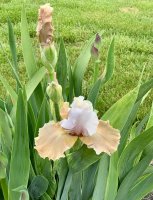 IMG_1993.jpeg