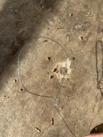 IMG_6481.jpeg IMG_6481.jpeg