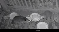 IMG_0856.jpeg