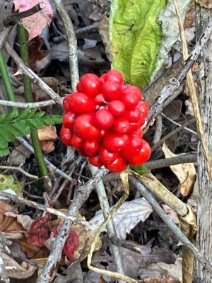 IMG_7293.jpeg