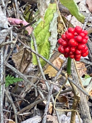 IMG_7294.jpeg