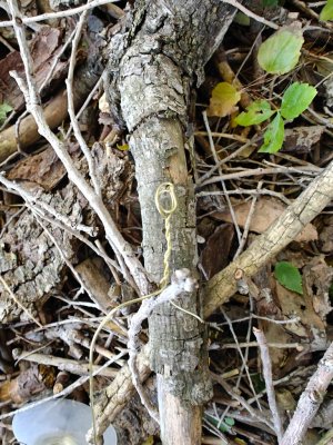 IMG20251023095110.jpg IMG20251023095110.jpg