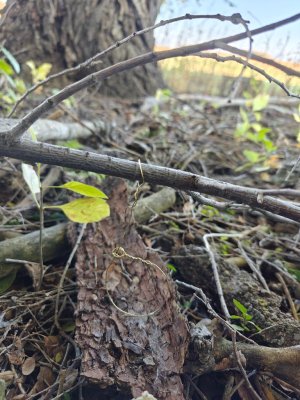 IMG20251023100110.jpg IMG20251023100110.jpg