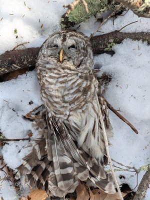 Fallen Barred Owl.jpeg