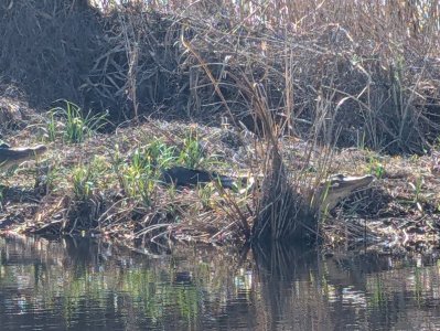 1183418557607291306.jpg 1183418557607291306.jpg