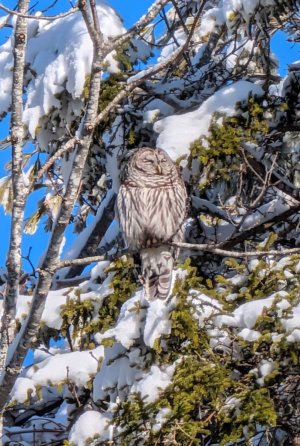 Barred Owl 2026.jpeg