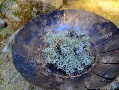 lichen.jpg
