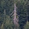 DeadStandingPine
