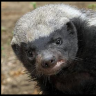 Huny_badger
