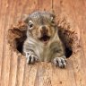mogwai