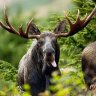 Muskeg_Stomper