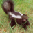 Polecat