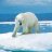 polar bear