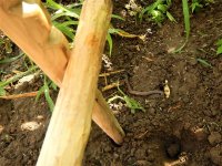 How worm grunters charm earthworm bait