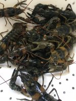 Crawfishing Hack #3 Good Traps for Crayfish Crawdads and Mudbugs